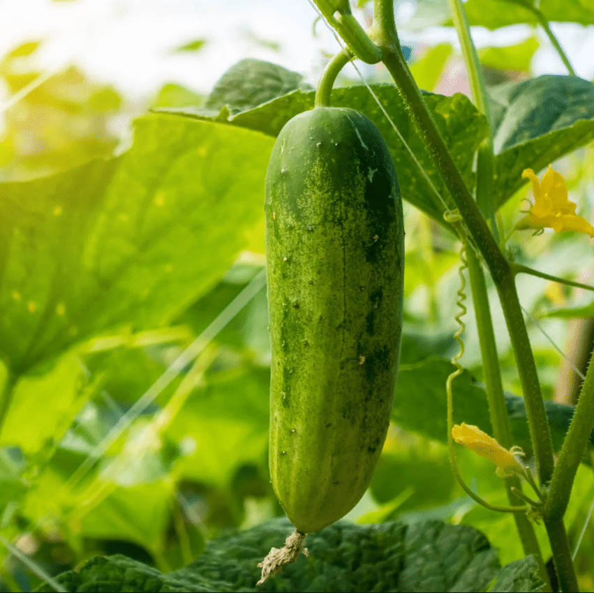 Jignisha Seeds Organic Kakdi Vegetable ( 50 Seeds ) Jignisha Seeds Organic Kakdi Vegetable ( 50 Seeds )