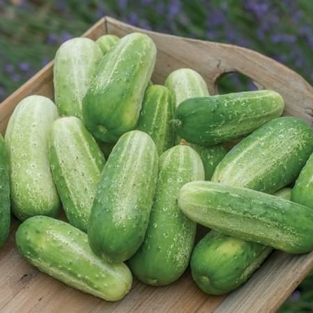 Jignisha Seeds Organic Kakdi Vegetable ( 50 Seeds ) Jignisha Seeds Organic Kakdi Vegetable ( 50 Seeds )