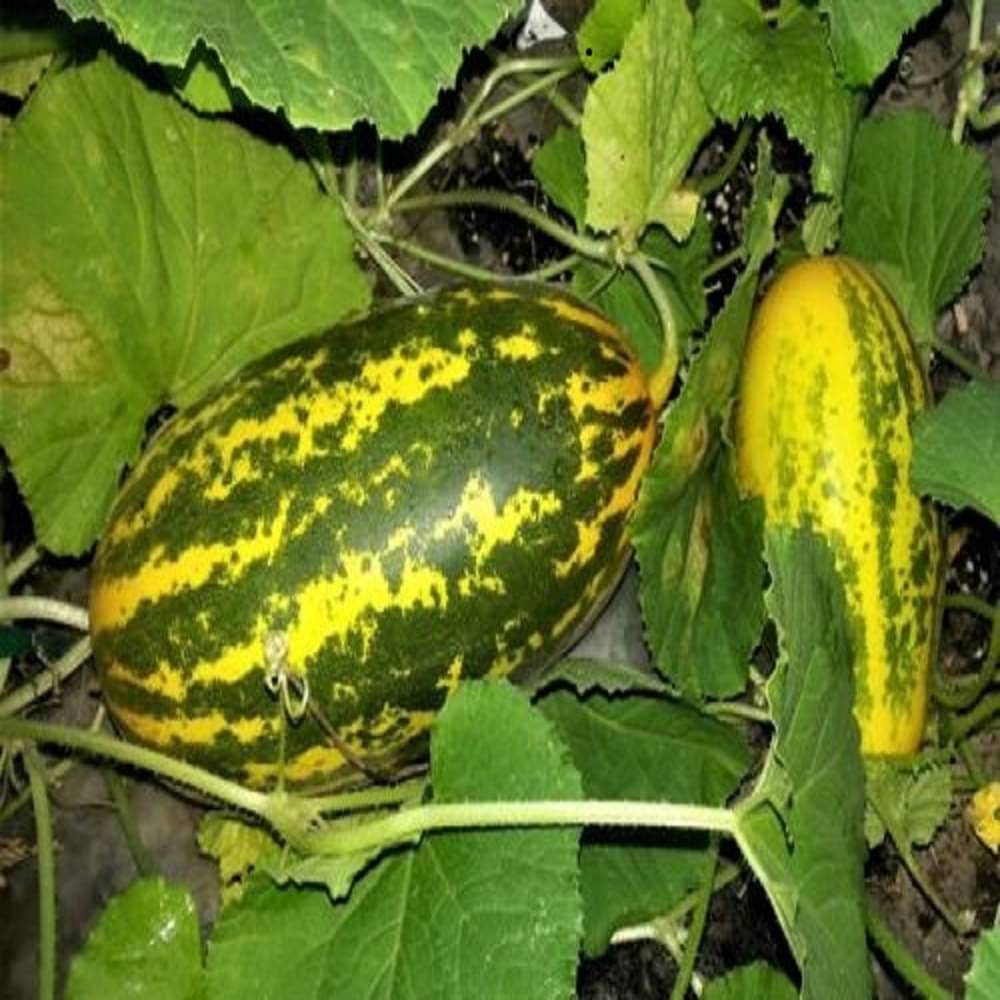 Vellarikka / Madrasi Kheera / Cucumber Vegetable ( 30 Seeds ) Vellarikka / Madrasi Kheera / Cucumber Vegetable ( 30 Seeds )