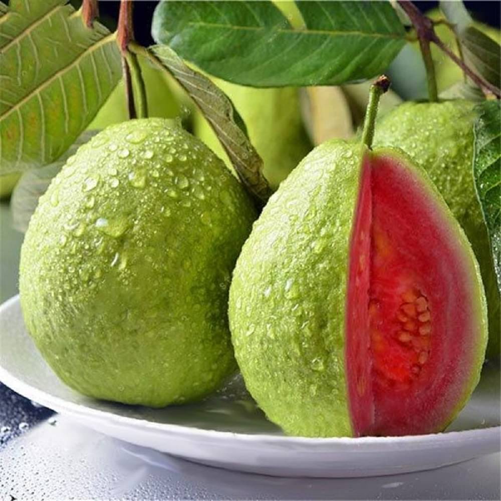 Red Guava (Lal Jamrukh Ke Beej) Vegetable Seeds Pack Of 100 | Organic | for Planting in Home Kitchen Terrace Balcony Gardening Red Guava (Lal Jamrukh Ke Beej) Vegetable Seeds Pack Of 100 | Organic | for Planting in Home Kitchen Terrace Balcony Gardening