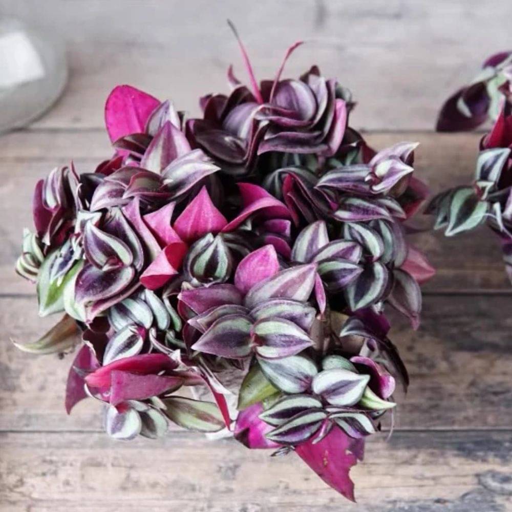     			Live Wandering Jew – Hanging & Creeper Plant