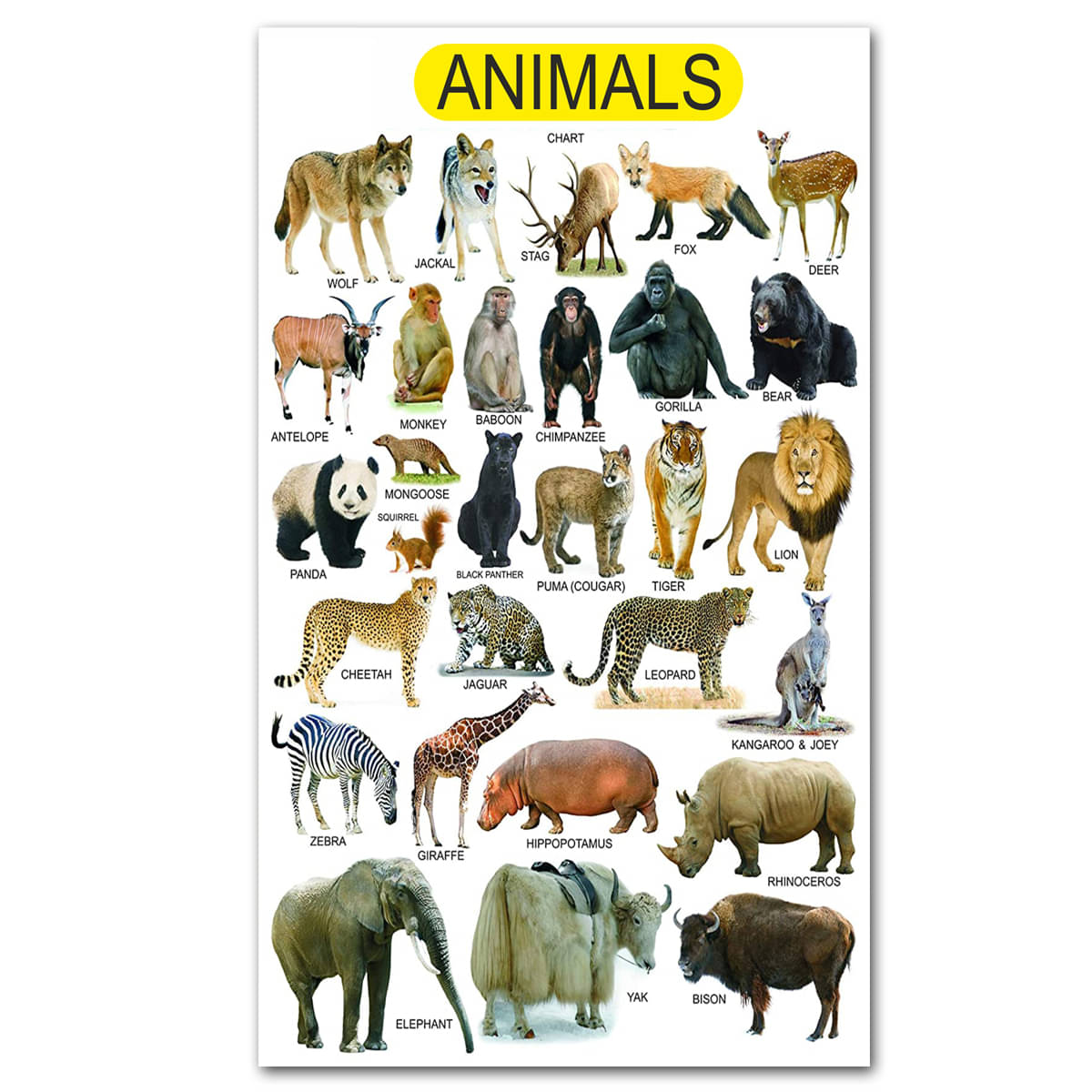     			Tatmods™ Animals Chart Wall Poster For Home Decor Vinayl Sticker (13x19 inch)