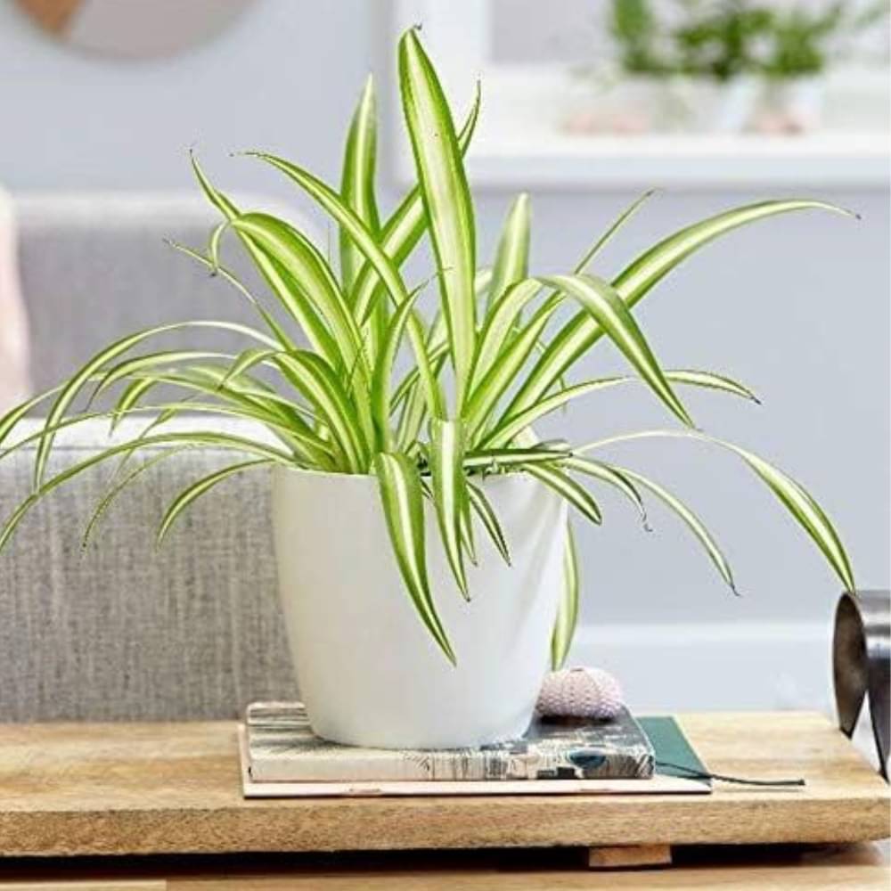     			Live Air Purifying Spider Plant – Best Indoor Plant for Hall & Dining Room