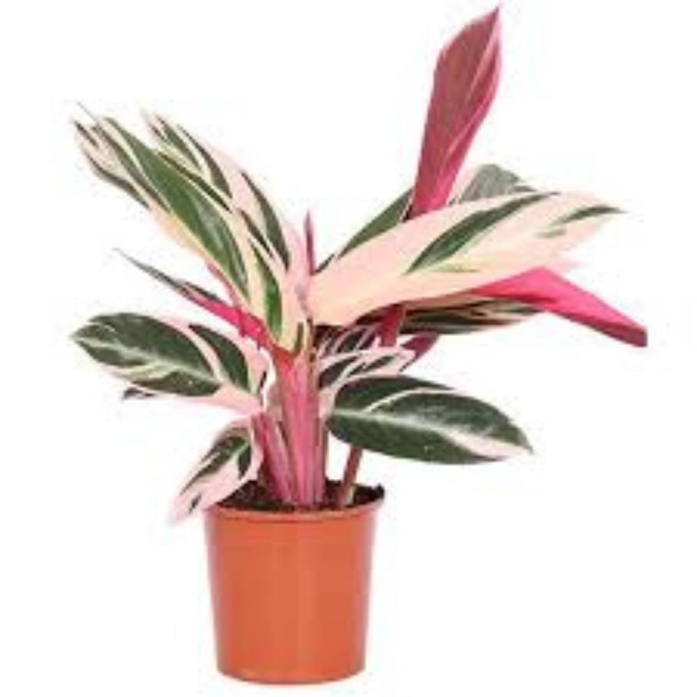     			Stromanthe Triostar – Live Indoor Ornamental Plant