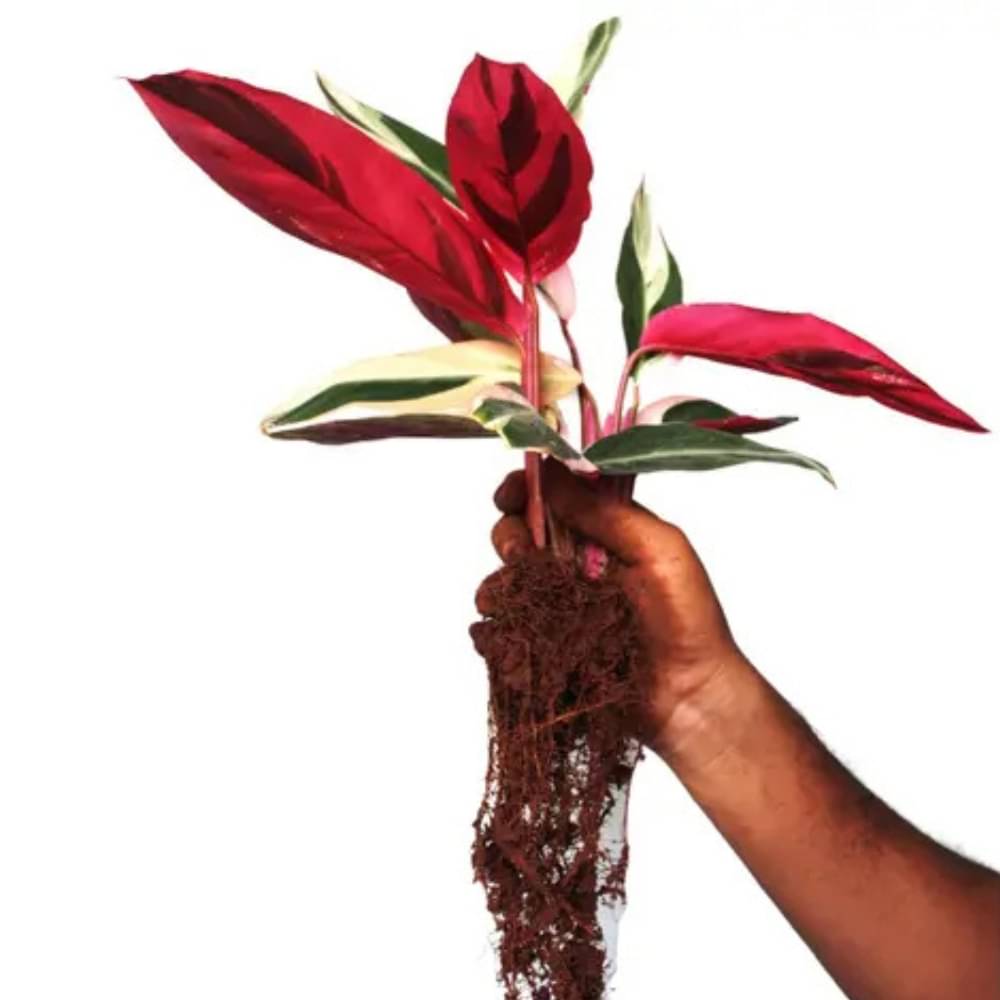     			riostar Calathea – Beautiful Air-Purifying Indoor Plant