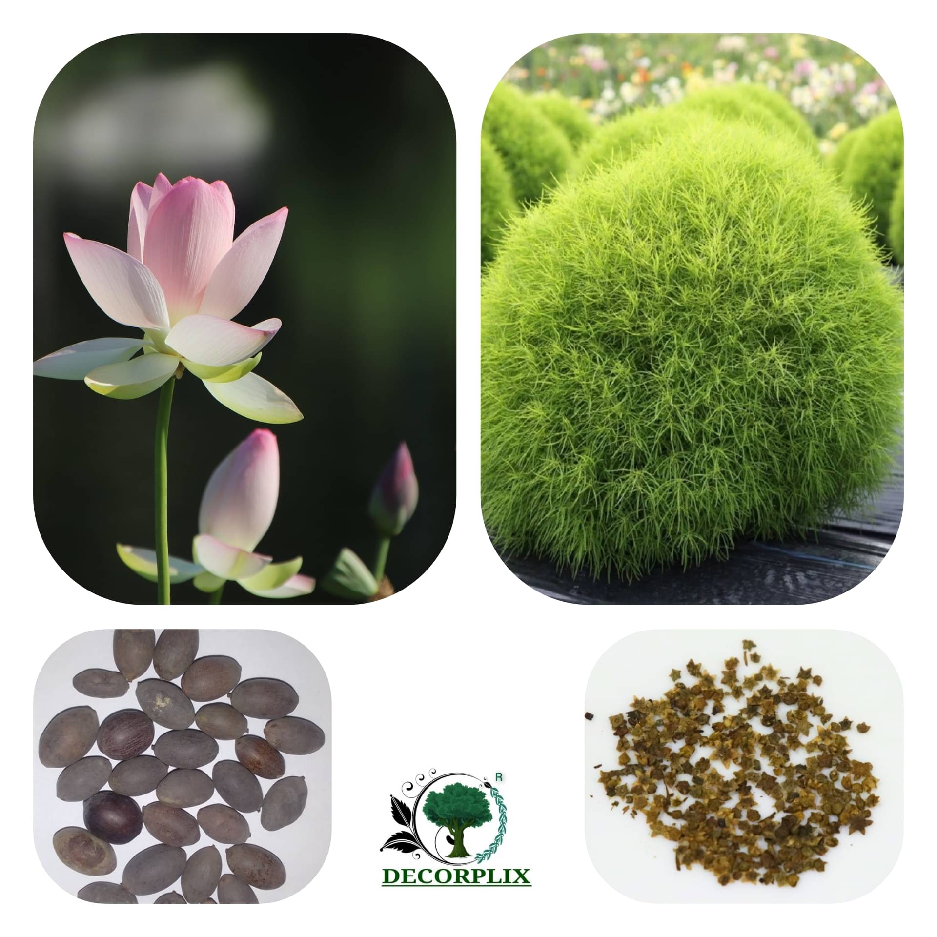     			Lotus & Kochia grass seeds
