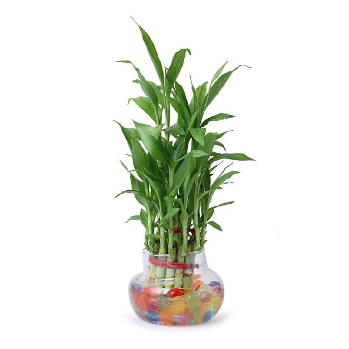     			Lucky Bamboo plants Set of 1 PCS