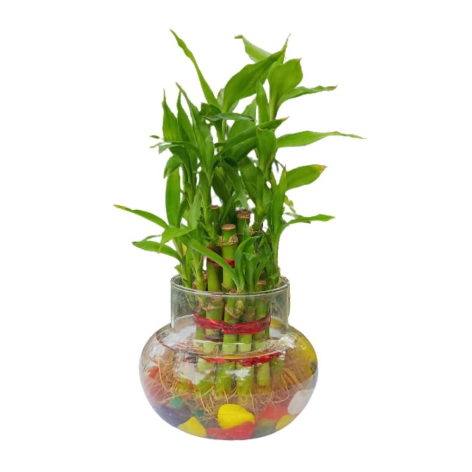     			Lucky Bamboo plants Set of 1 PCS