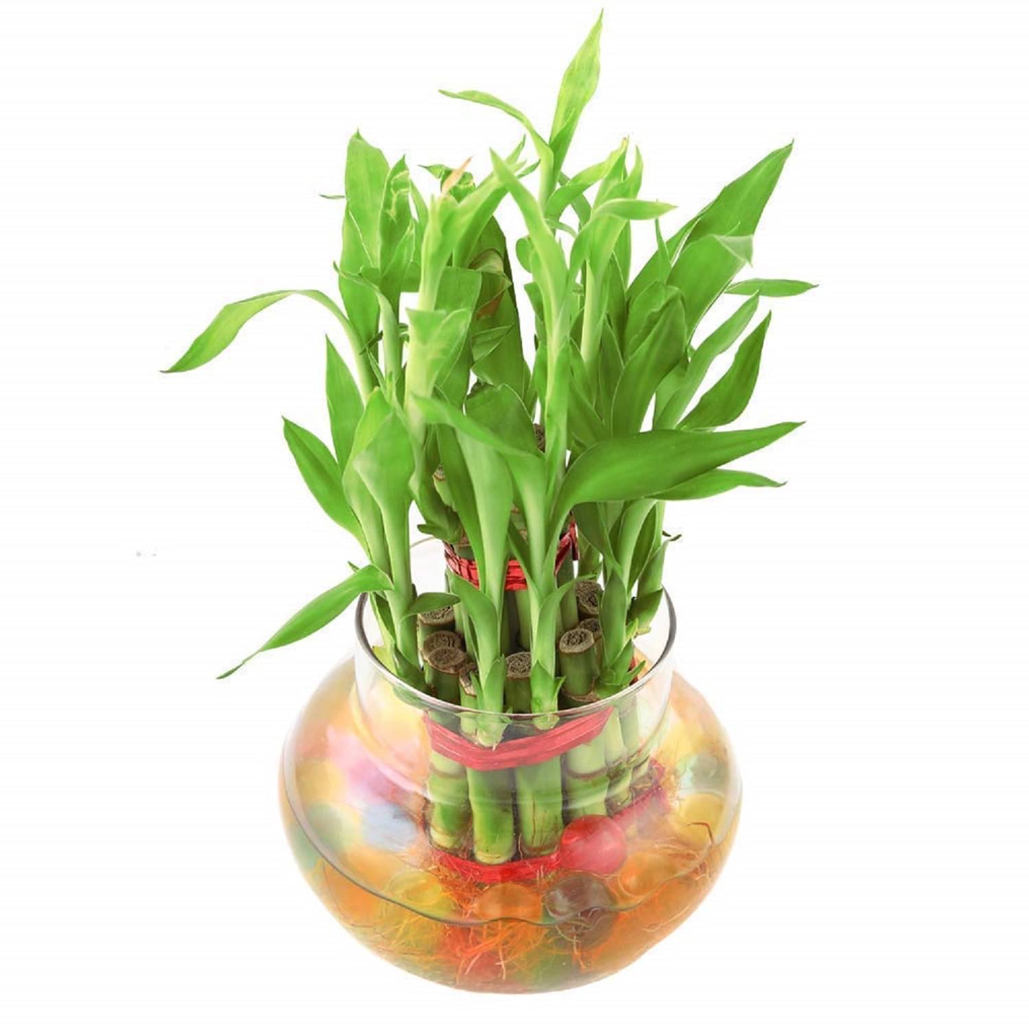     			Lucky Bamboo plants Set of 1 PCS