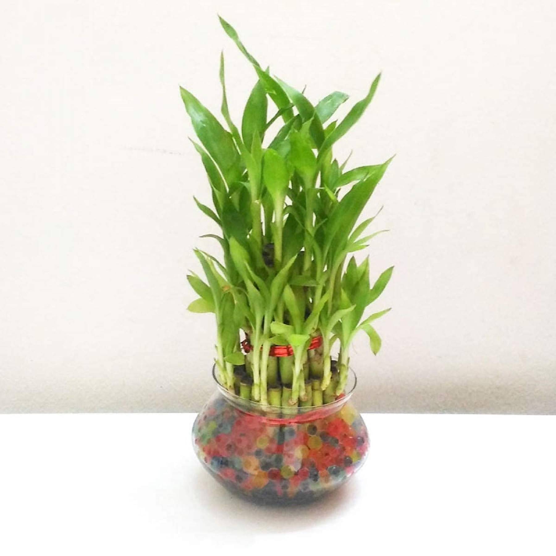     			Lucky Bamboo plants Set of 1 PCS