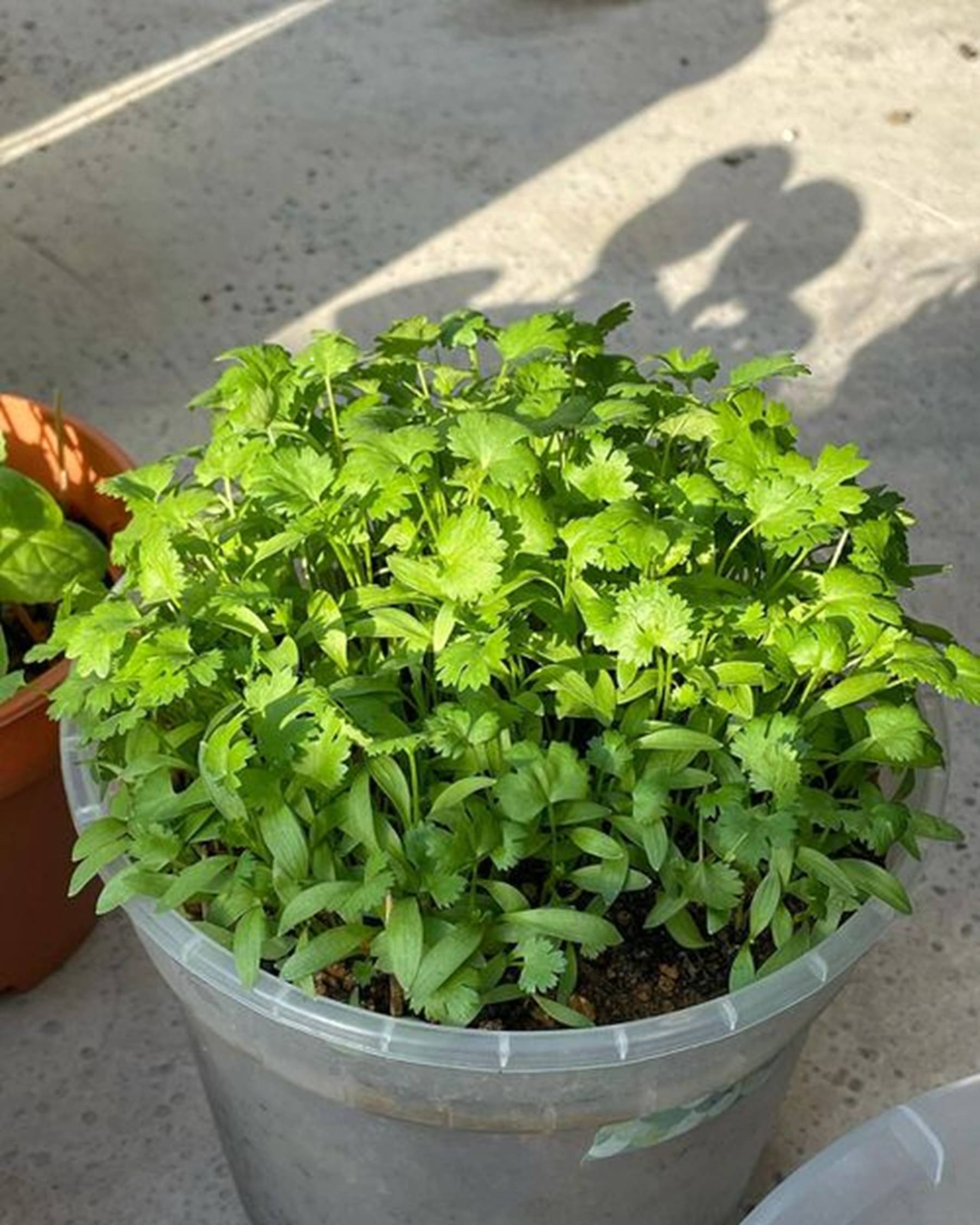    			20g Hybrid Coriander Seeds (1000+ Seeds) | Dhania | Fast Growing, High Yield | Premium Quality for Kitchen Garden | High Germination | Balcony, Pot & Terrace Gardening