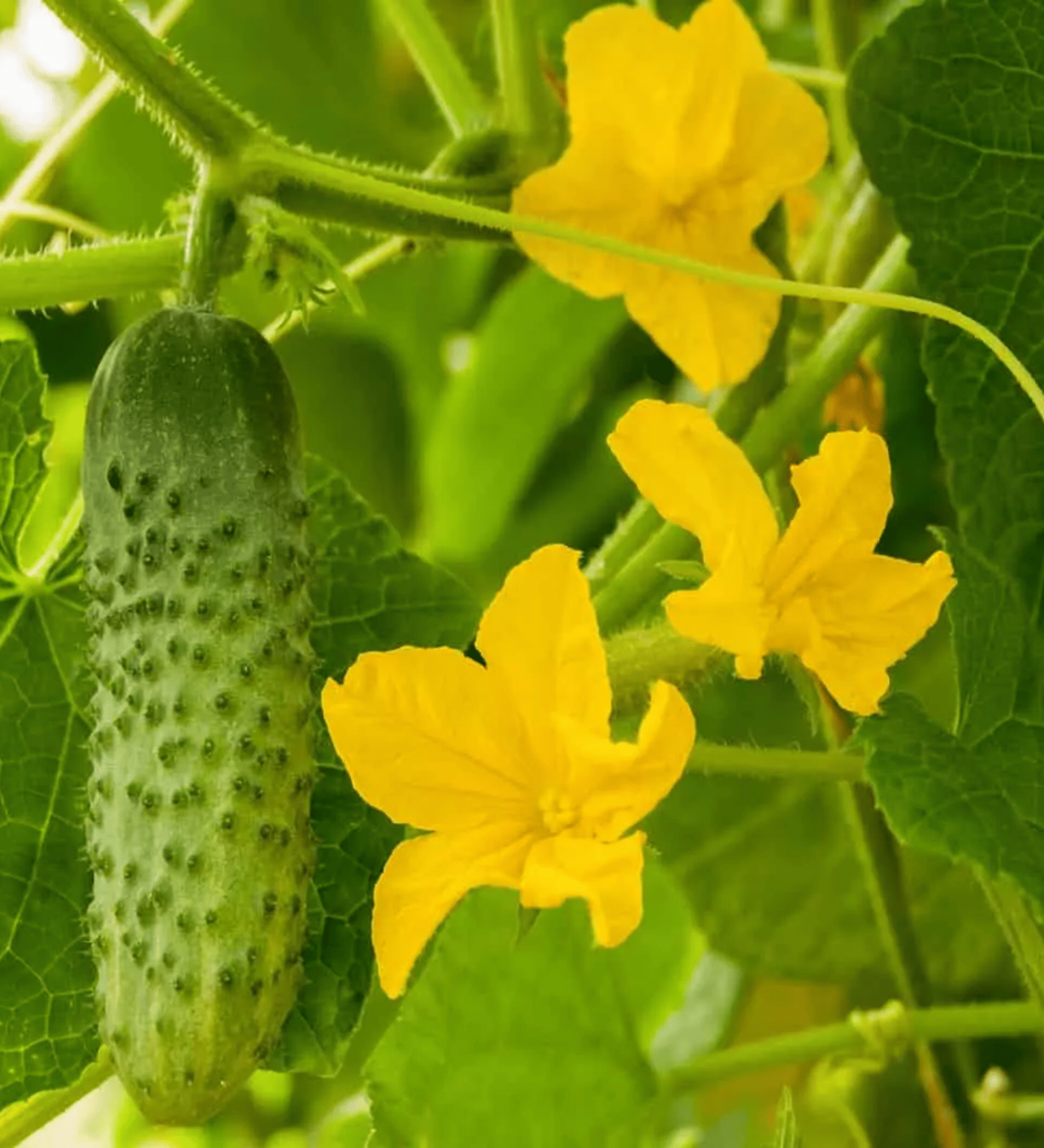 25 Pcs Hybrid Cucumber Seeds Pack of 2 (50 Seed)| Kheera | High Yield & Fast Growing | Easy to Grow | Suitable for Home Garden, Pots, Balcony & Terrace | High Germination | Summer Vegetable 25 Pcs Hybrid Cucumber Seeds Pack of 2 (50 Seed)| Kheera | High Yield & Fast Growing | Easy to Grow | Suitable for Home Garden, Pots, Balcony & Terrace | High Germination | Summer Vegetable
