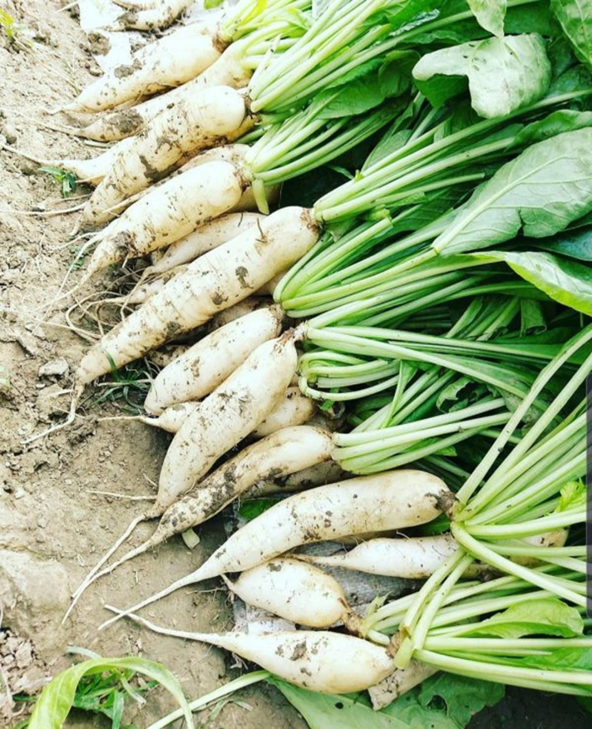     			Hybrid Red Radish Seeds (Lal Mooli) – 20g Pack | 2000+ High Germination Seeds | Crisp & Juicy Roots | Ideal for Kitchen Garden, Terrace & Organic Farming