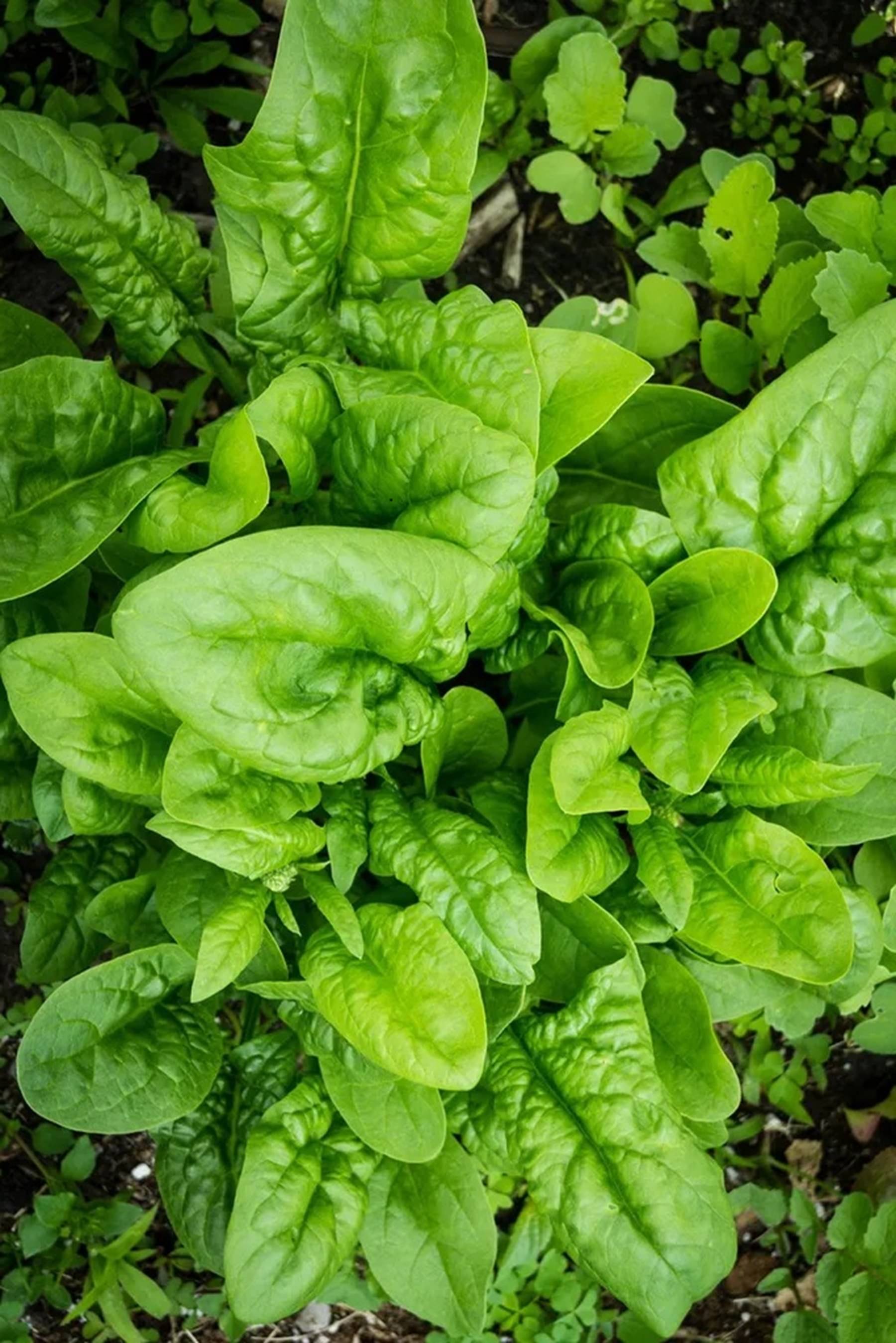 Hybrid Spinach Seeds (Palak) – 40g Pack | 2400+ High Yield Seeds | Fast Germination | Kitchen Garden, Terrace & Organic Farming Hybrid Spinach Seeds (Palak) – 40g Pack | 2400+ High Yield Seeds | Fast Germination | Kitchen Garden, Terrace & Organic Farming