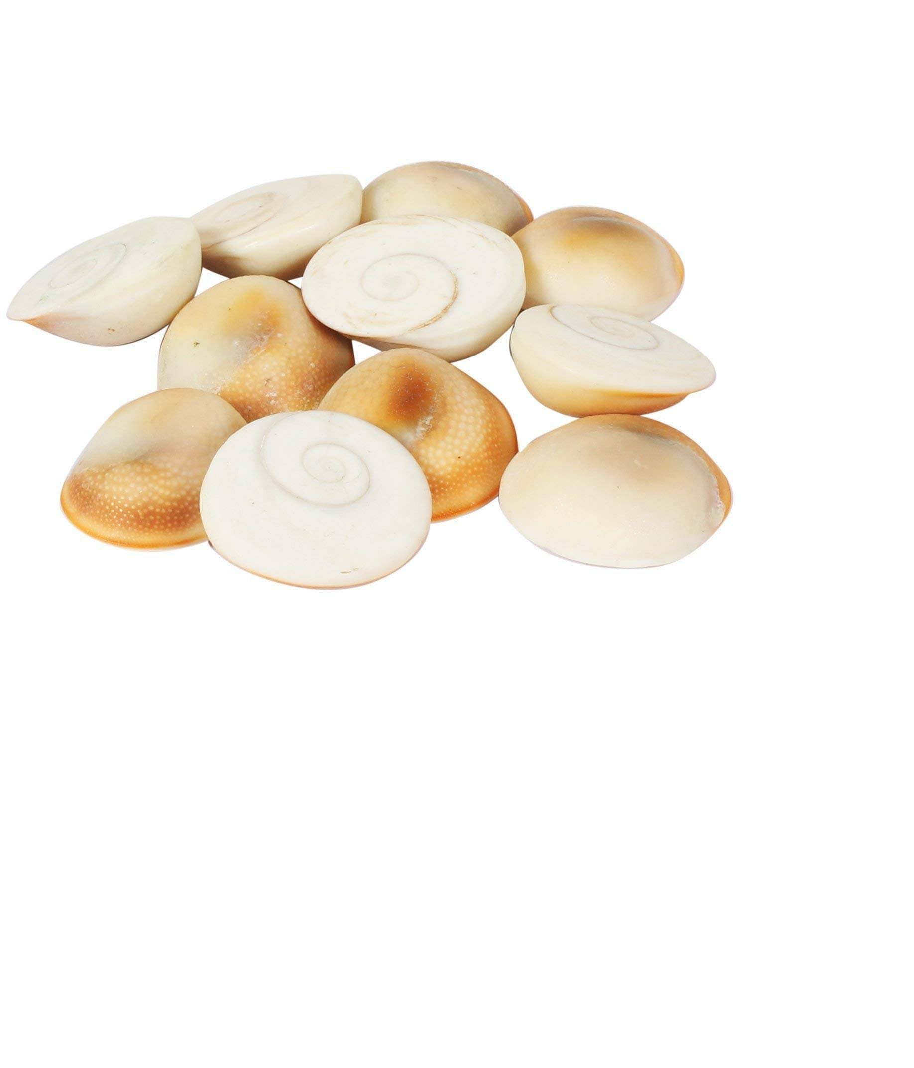     			OMLITE Gomti Chakra 1 ( Pack of 10 )