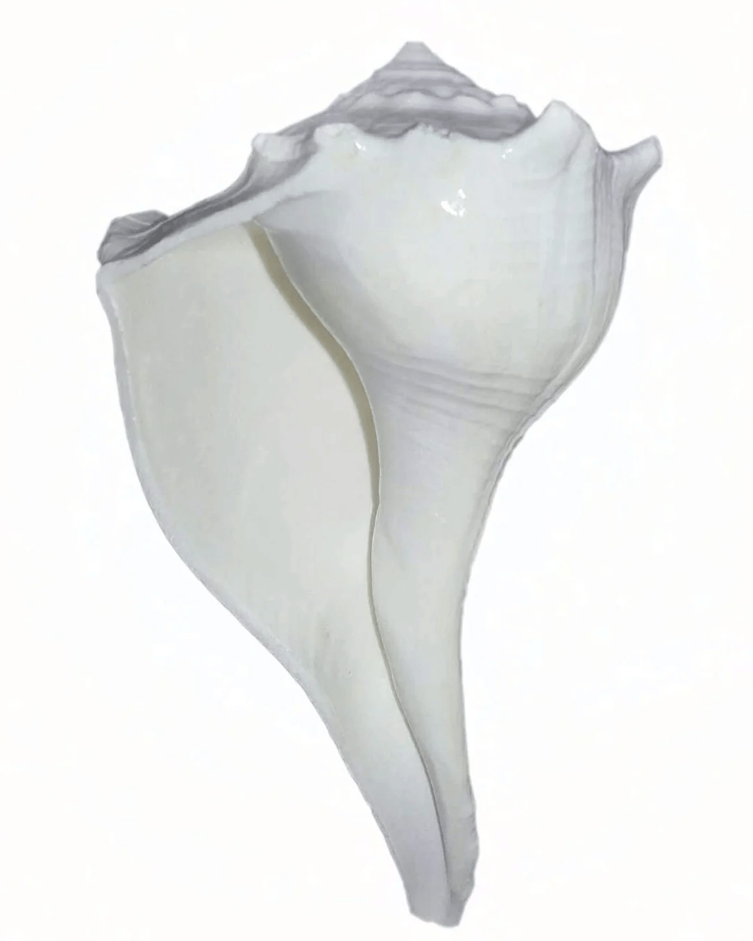     			OMLITE Pooja Shell 1 ( Pack of 1 )