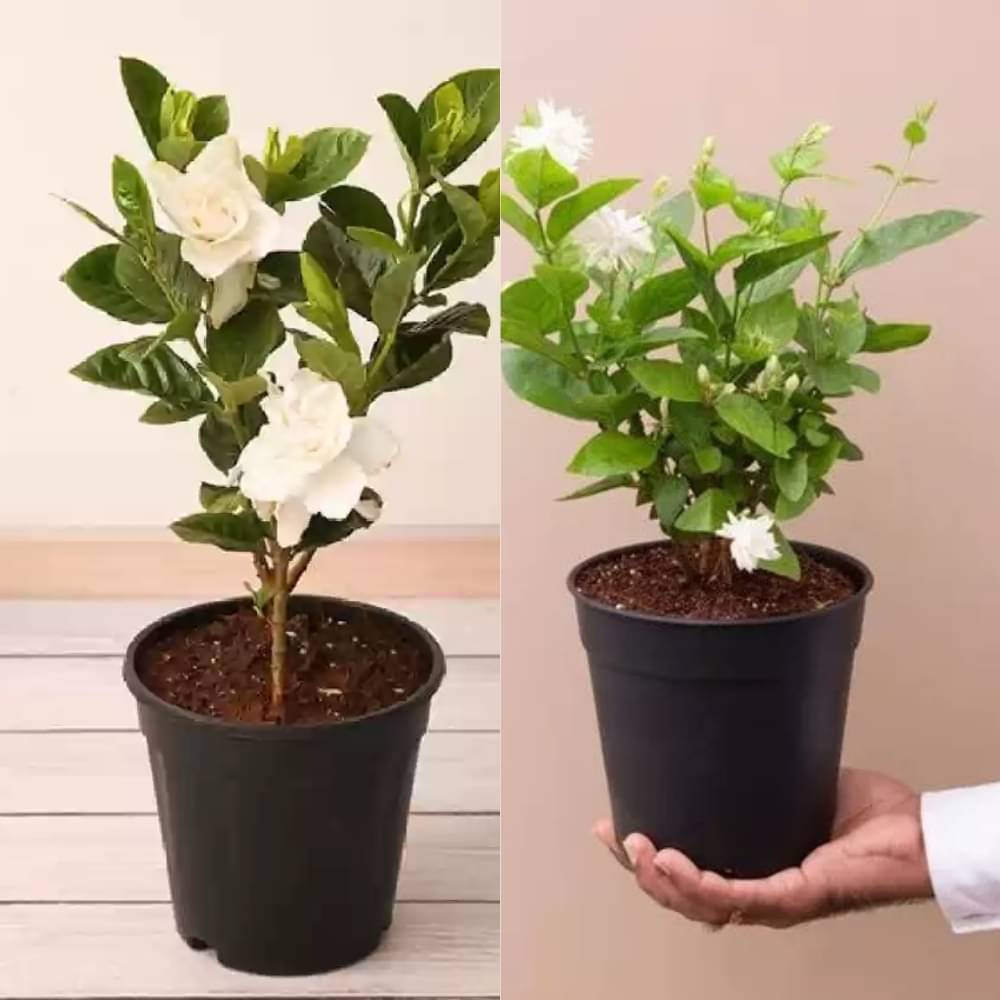 Combo Pack of 2 Flower Plants Jasmine and Gardenia Live Plant Combo Pack of 2 Flower Plants Jasmine and Gardenia Live Plant