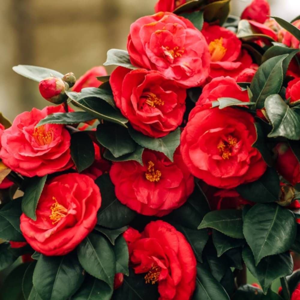 Camellia Flower Plant – Elegant, Evergreen Blooms for Garden & Home  Ornamental Beauty | Long-Lasting Blooms | Low Maintenance Shrub     			Camellia Flower Plant – Elegant, Evergreen Blooms for Garden & Home  Ornamental Beauty | Long-Lasting Blooms | Low Maintenance Shrub