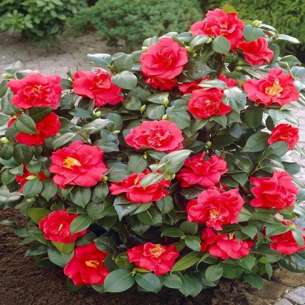     			Camellia Flower Plant – Evergreen Blooms for Garden & Home  Ornamental Beauty | Long-Lasting Blooms | Low Maintenance Shrub