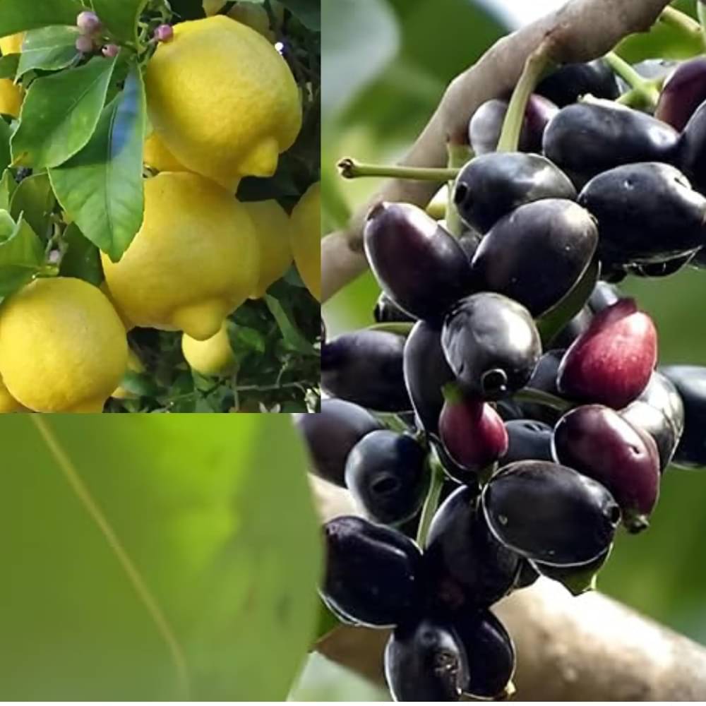     			Combo Pack of 2 Live Fruit Plants –   Seedless Meyer Lemon & Black Jamun  High-Yield | Early Fruiting | Premium Imported Varieties