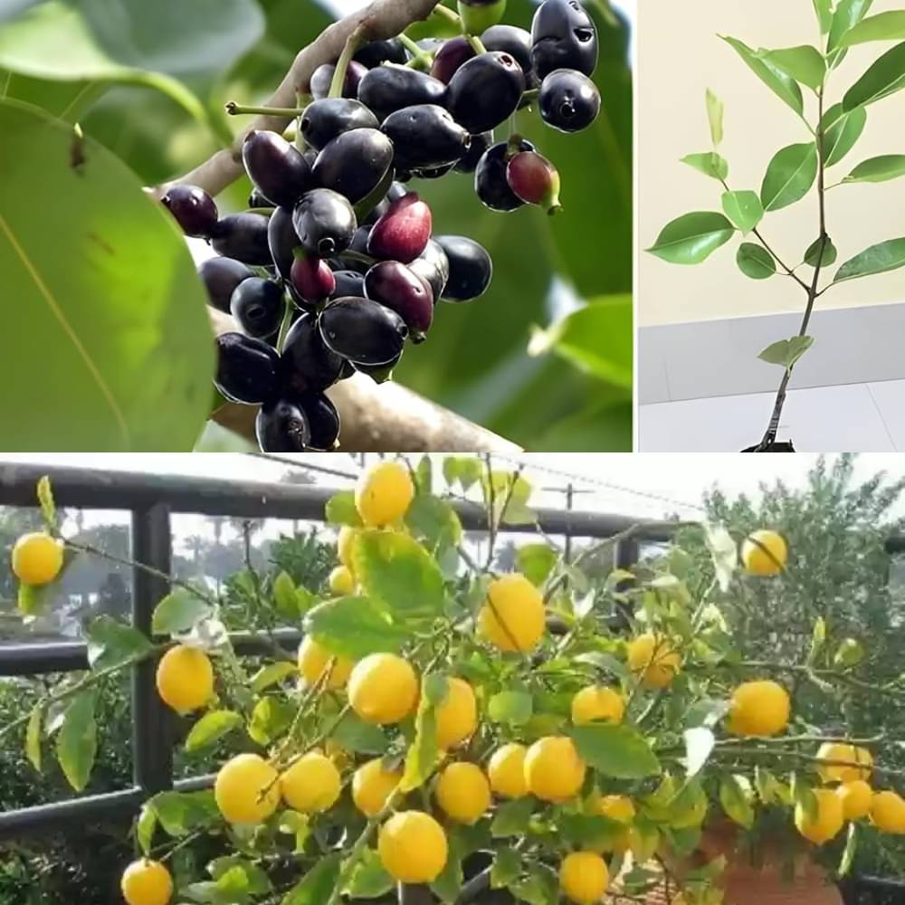 Combo Pack of 2 Live Fruit Plants – Meyer Lemon & Black Jamun High-Yield | Early Fruiting | Premium Imported Varieties Combo Pack of 2 Live Fruit Plants – Meyer Lemon & Black Jamun High-Yield | Early Fruiting | Premium Imported Varieties