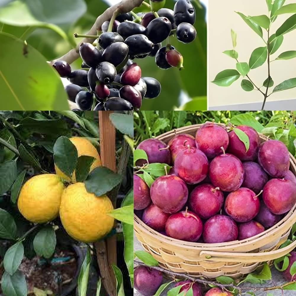 Combo Pack of 3 Live Fruit Plants – Aloo Bukhara, Seedless Meyer Lemon & Black Jamun High-Yield | Early Fruiting | Premium Imported Varieties Combo Pack of 3 Live Fruit Plants – Aloo Bukhara, Seedless Meyer Lemon & Black Jamun High-Yield | Early Fruiting | Premium Imported Varieties