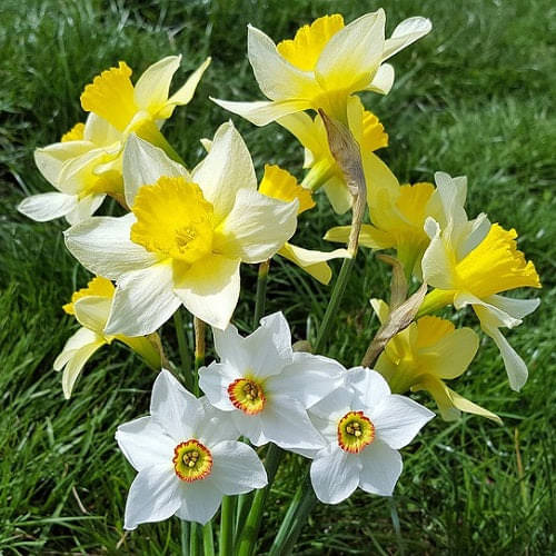 LiveNature Nargis/Daffodil Mixed Flower Bulb | Indoor/Outdoor Winter Mixed Flower Bulbs | Best For Home Garden & Terrace - 6 Bulbs LiveNature Nargis/Daffodil Mixed Flower Bulb | Indoor/Outdoor Winter Mixed Flower Bulbs | Best For Home Garden & Terrace - 6 Bulbs