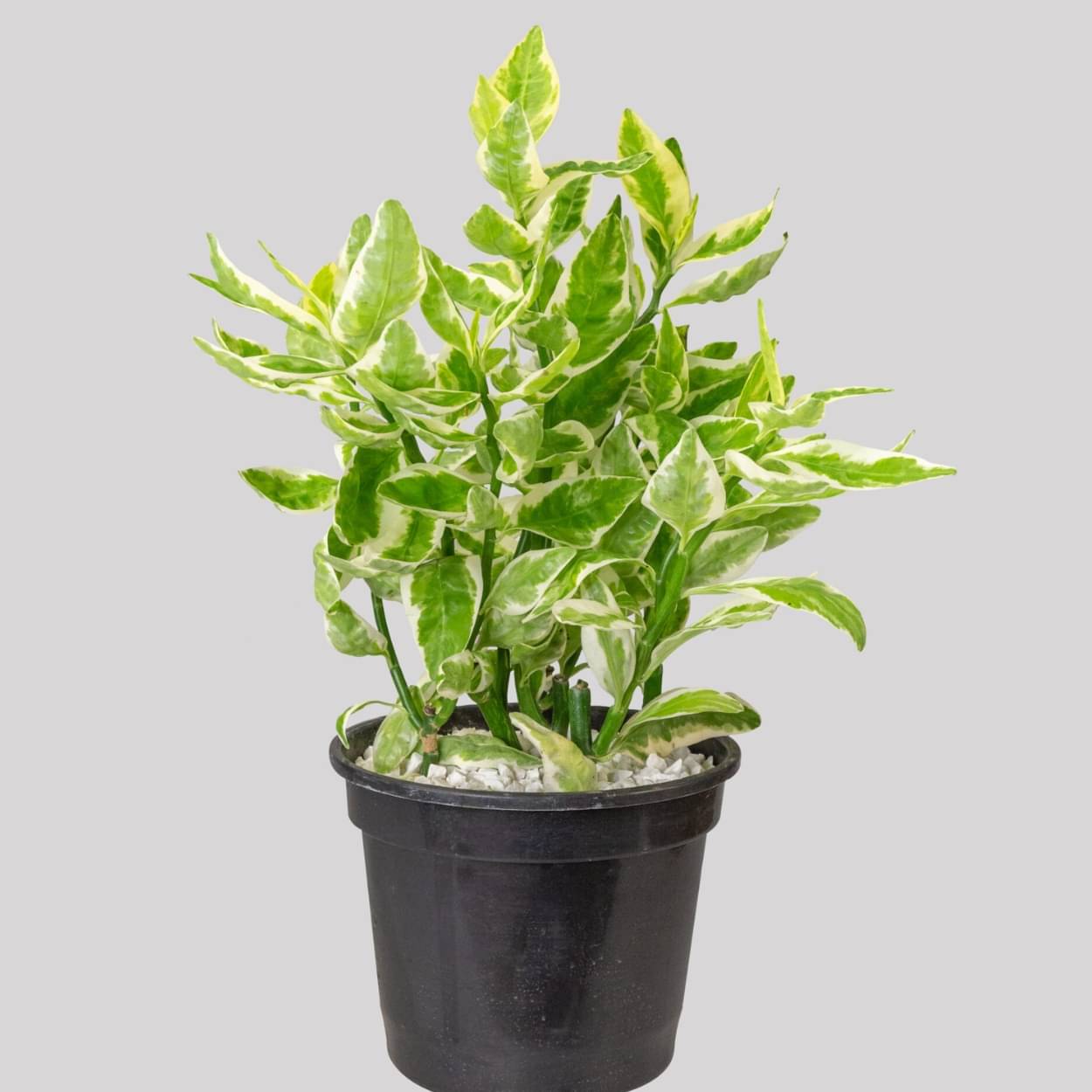     			Live Home Decor & Landscaping Plant Devil's Plants
