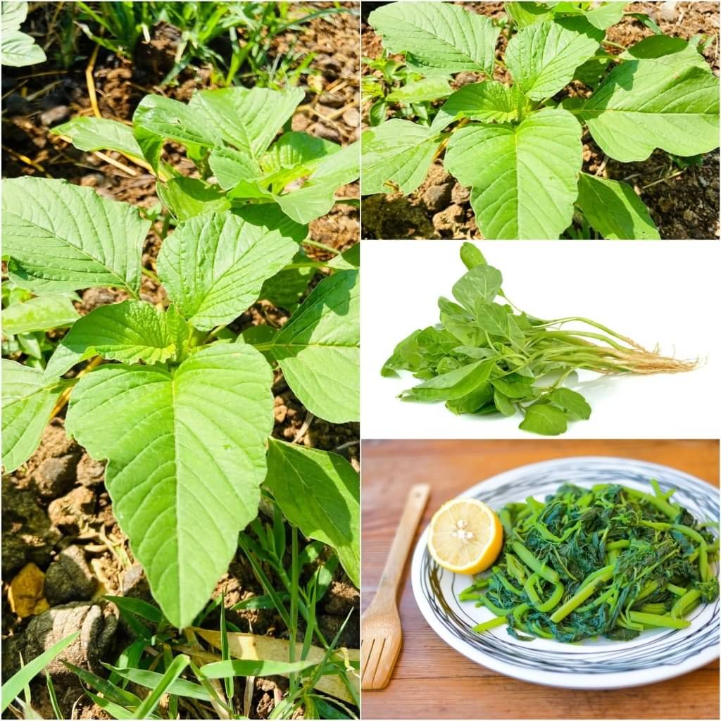 Hara Saag Seeds Hara Leafy Vegetable Plant Green Amaranth Seeds Hara Shaak (Pack of 1000 seeds) Hara Saag Seeds Hara Leafy Vegetable Plant Green Amaranth Seeds Hara Shaak (Pack of 1000 seeds)