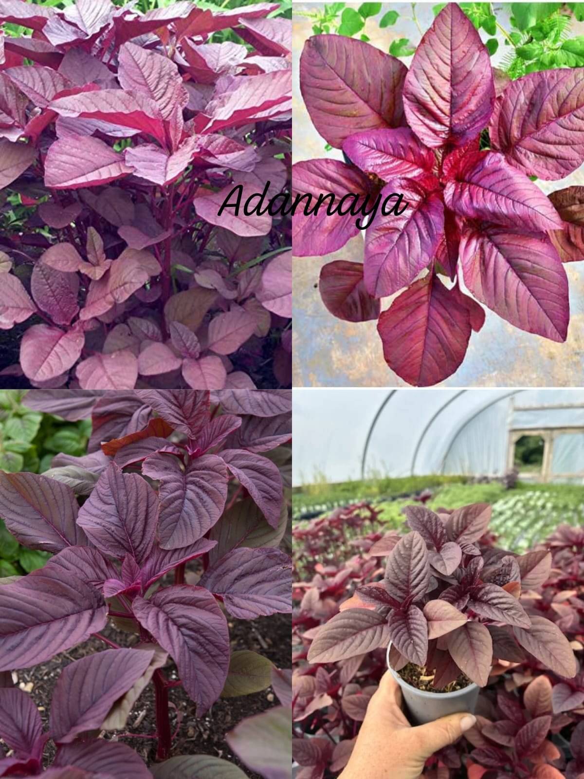 Red Saag Seeds Hara Leafy Vegetable Red Amaranth Seeds Red Shaak (Pack of 1000 seeds)     			Red Saag Seeds Hara Leafy Vegetable Red Amaranth Seeds Red Shaak (Pack of 1000 seeds)