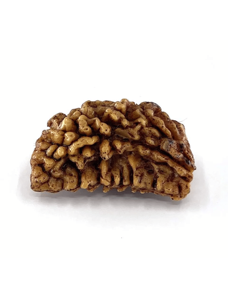    			OMLITE Rudraksha Bead ( Pack of 1 )