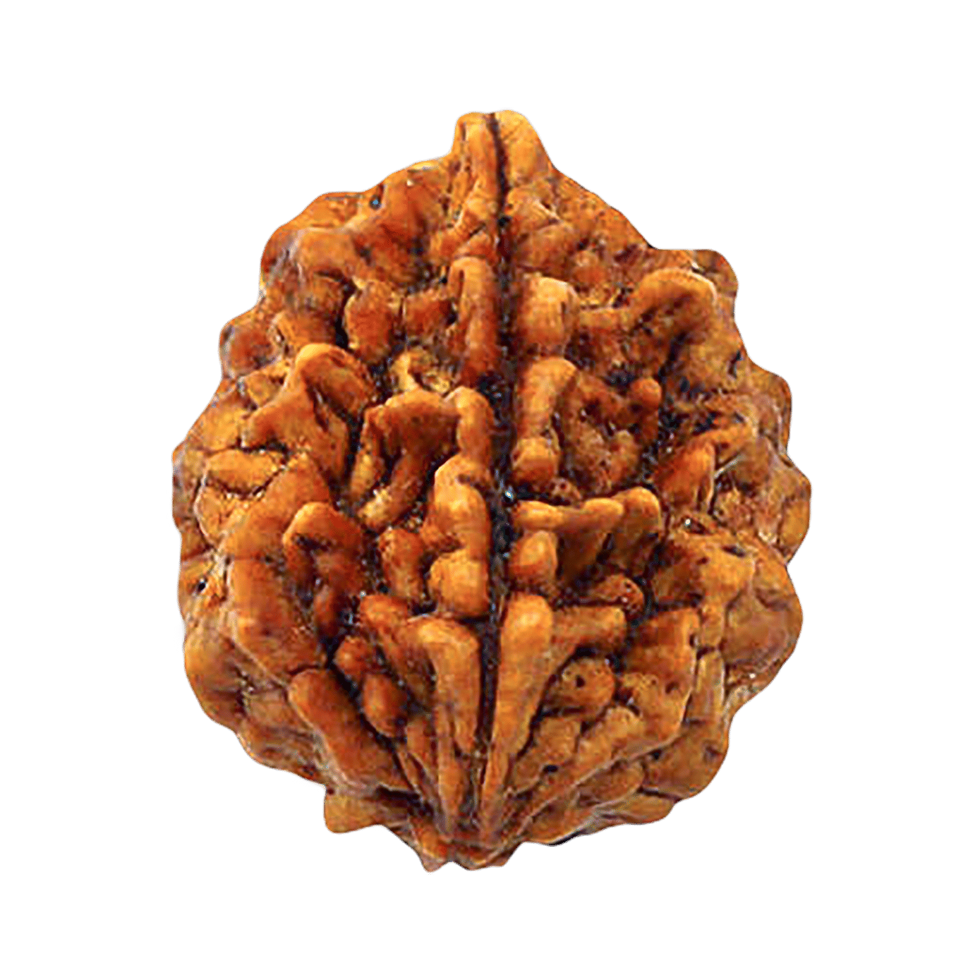     			OMLITE Rudraksha Bead ( Pack of 1 )