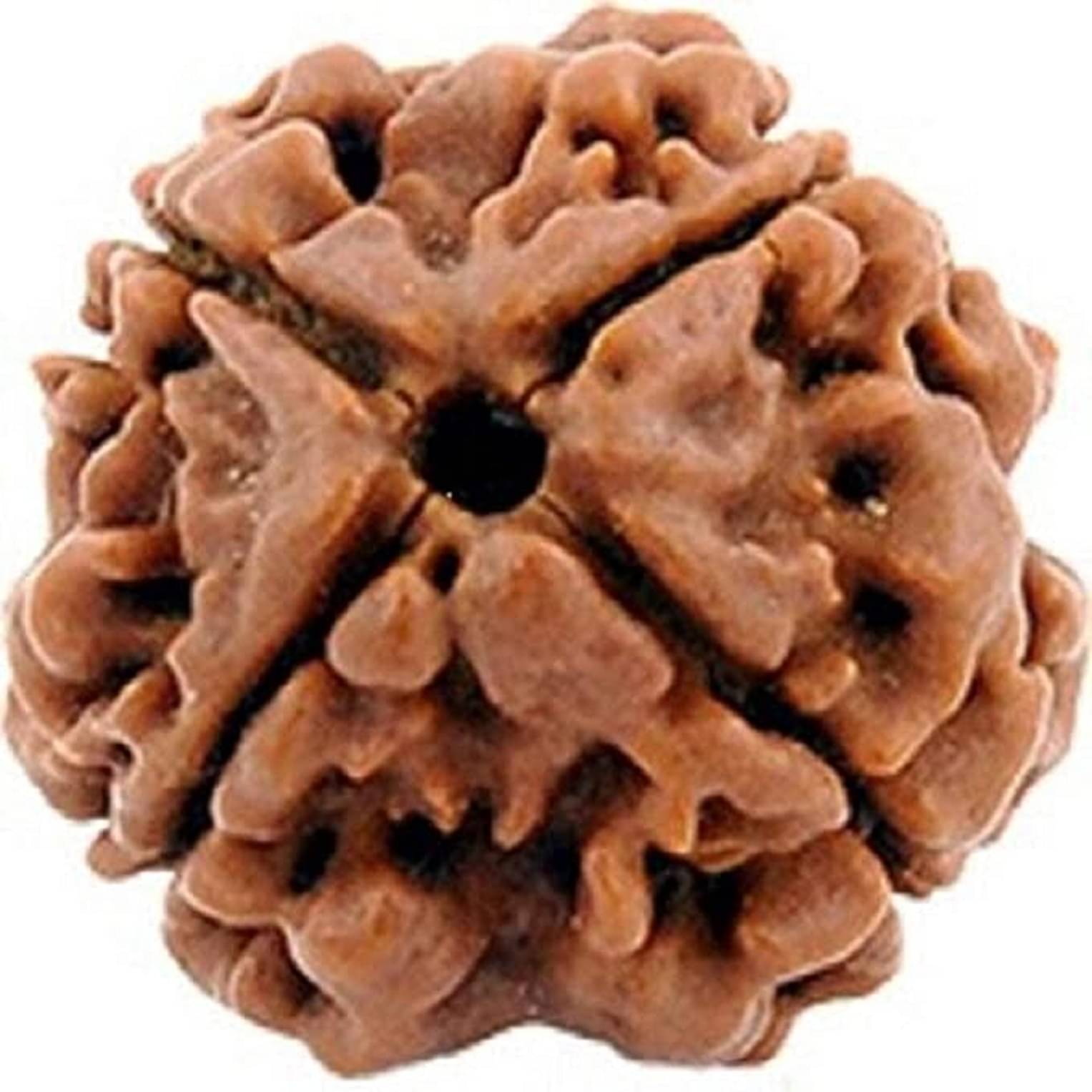    			OMLITE Rudraksha Bead ( Pack of 1 )