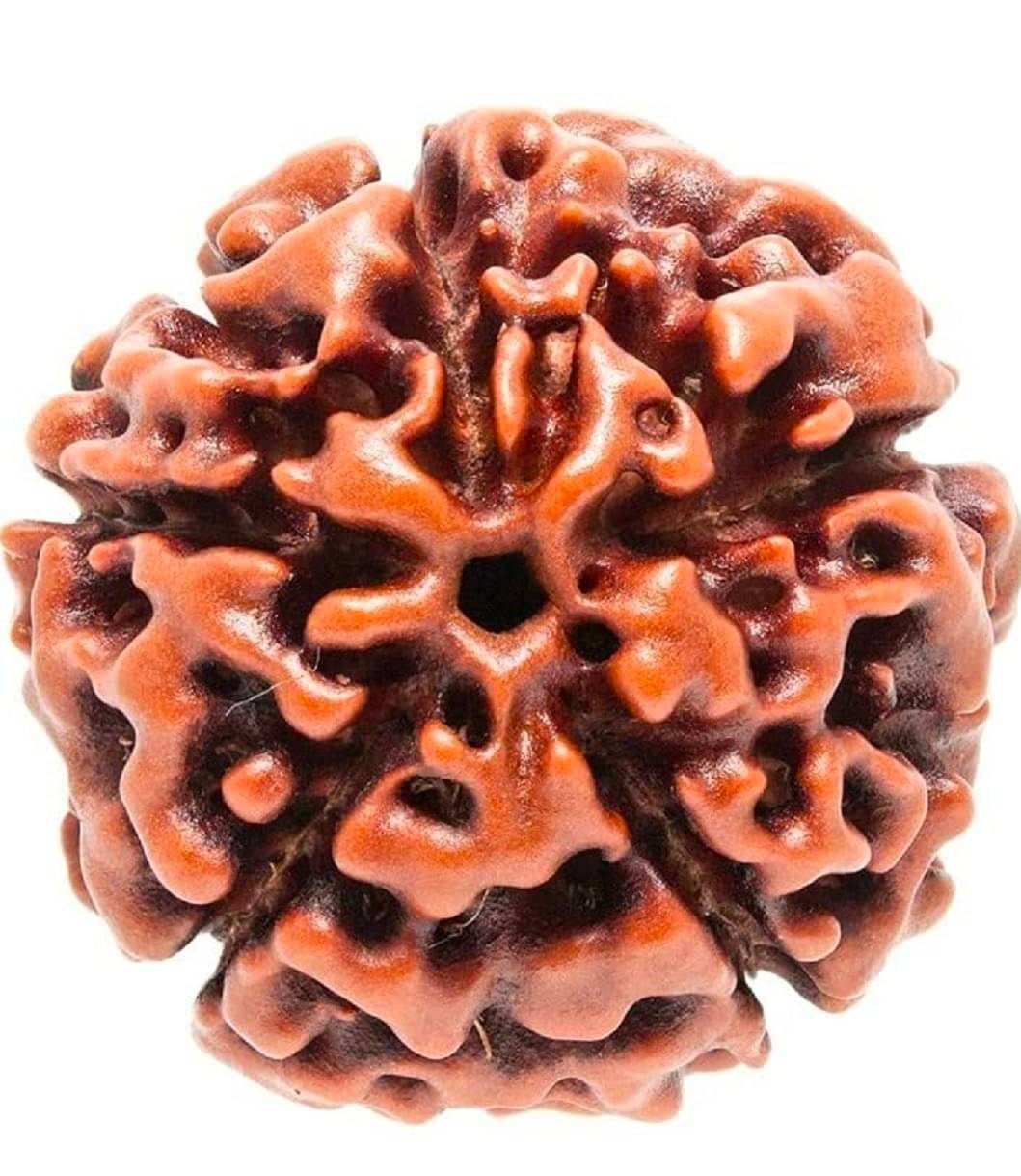     			OMLITE Rudraksha Bead ( Pack of 1 )
