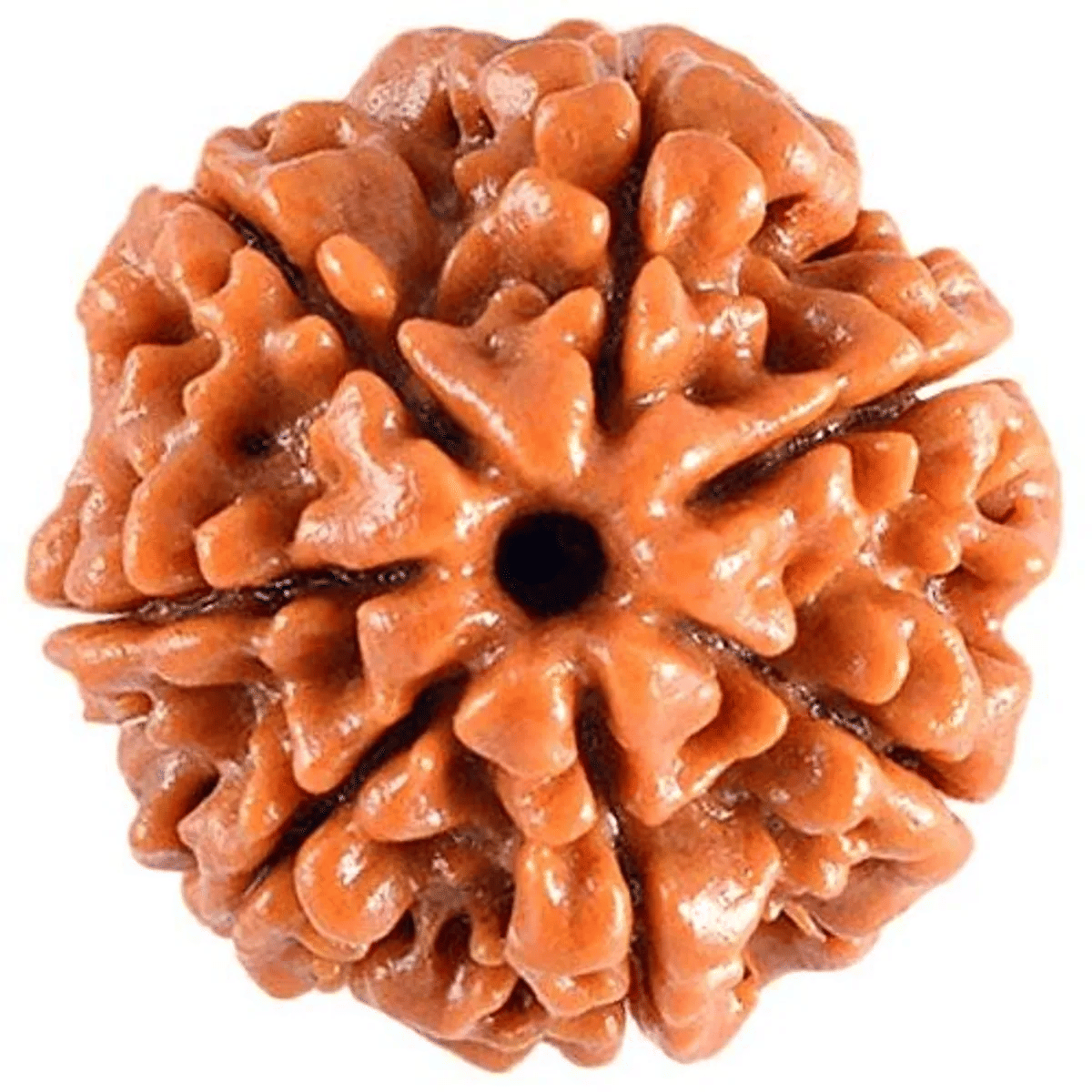     			OMLITE Rudraksha Bead ( Pack of 1 )
