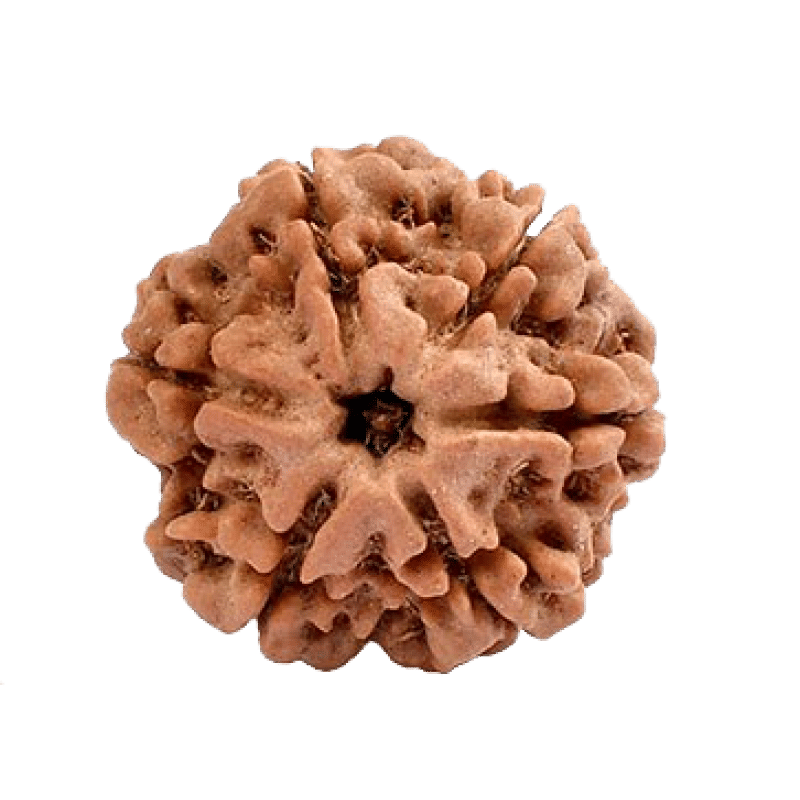     			OMLITE Rudraksha Bead ( Pack of 1 )