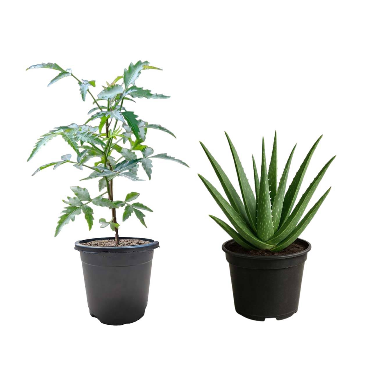 1 Neem Plant (Azadirachta indica) & 1 Aloe Vera Plant (Aloe barbadensis miller) 1 Neem Plant (Azadirachta indica) & 1 Aloe Vera Plant (Aloe barbadensis miller)