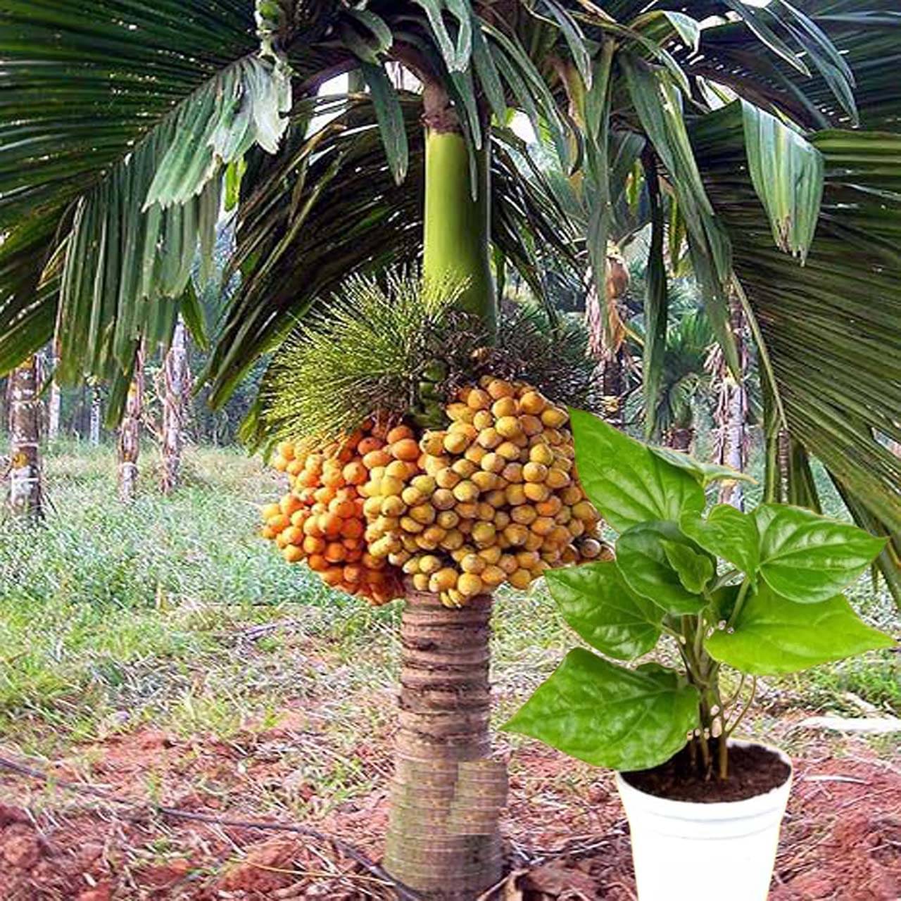 Areca Nut (Supari) and Betel Leaf (Paan) Live Plant Combo - Auspicious Plants for Home Garden     			Areca Nut (Supari) and Betel Leaf (Paan) Live Plant Combo - Auspicious Plants for Home Garden