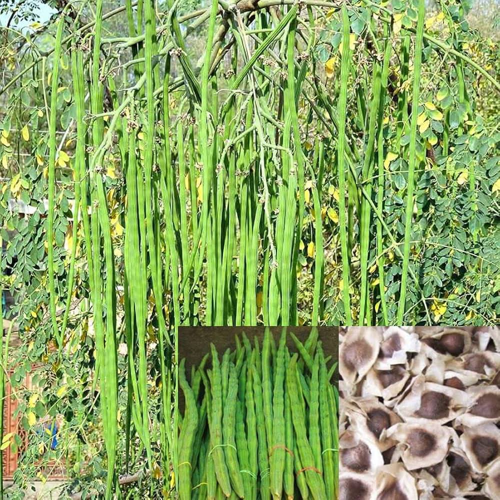     			MORINGA Seeds Drumstick Seeds (Sahjan ki Phalli,Saragavo) 100 SEEDS PACK FOR HOME KITCHEN gardening