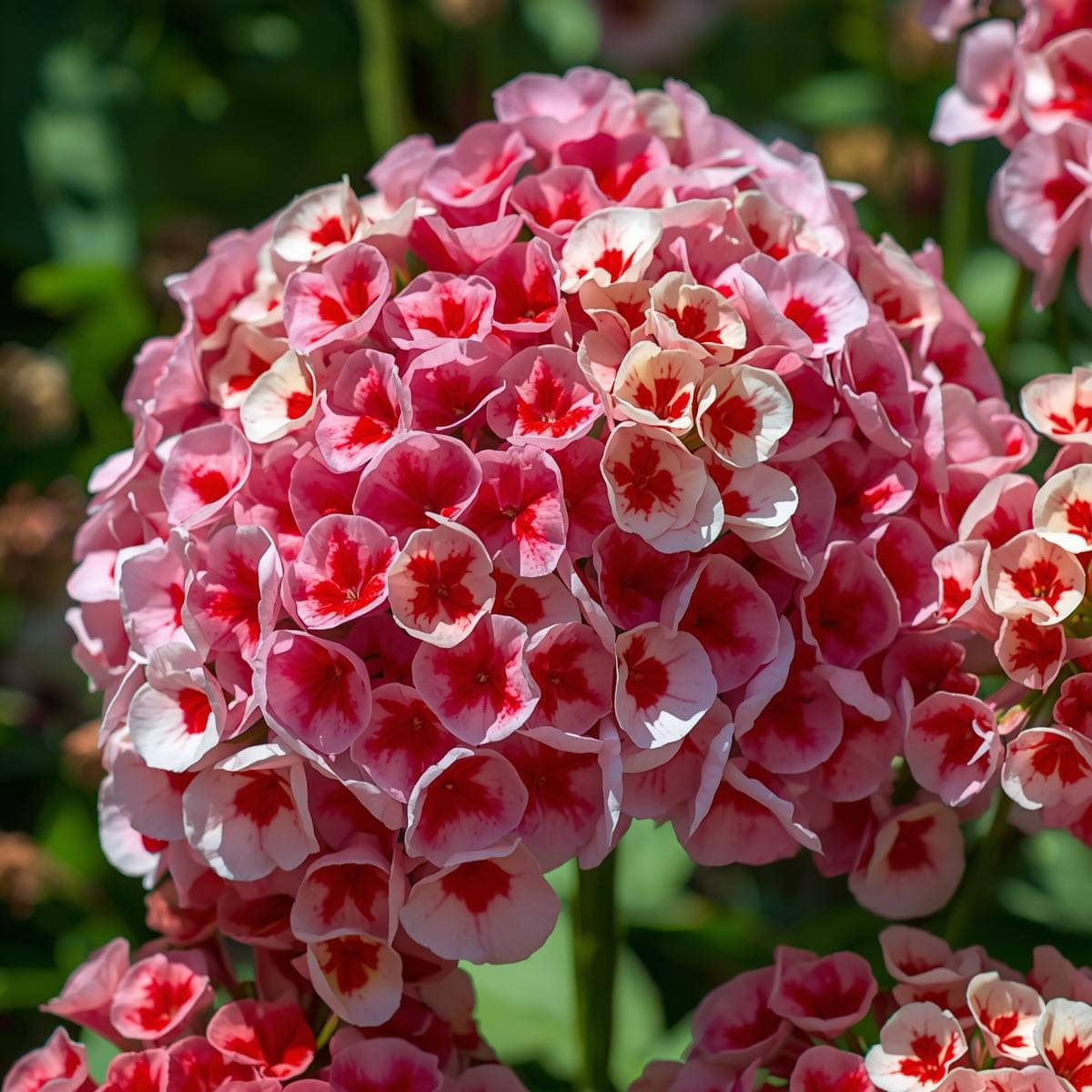     			Sweet William Mix Flower Hybrid Seeds - 20 Seeds for Vibrant Garden Bloom