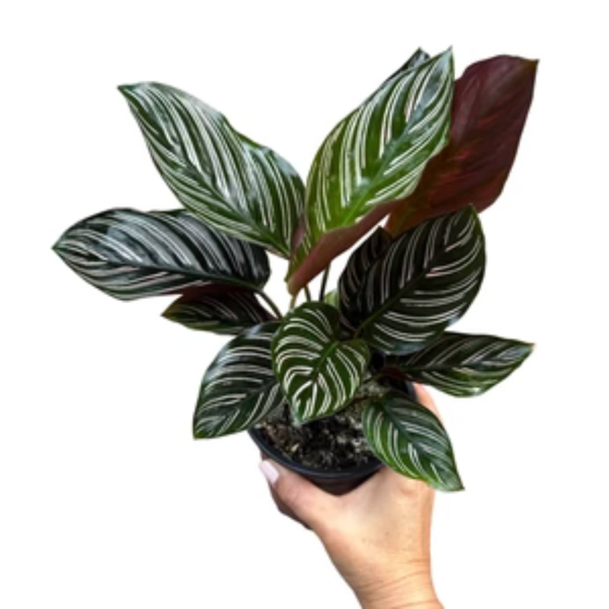 Calathea Ornata – Beautiful Decorative Indoor Live Plant for Home & Office Calathea Ornata – Beautiful Decorative Indoor Live Plant for Home & Office