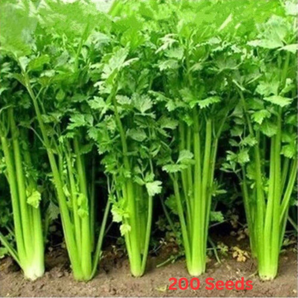     			Coriander Seeds  Vegetable  seed Pure Desi Dhania ( 200 Seeds )