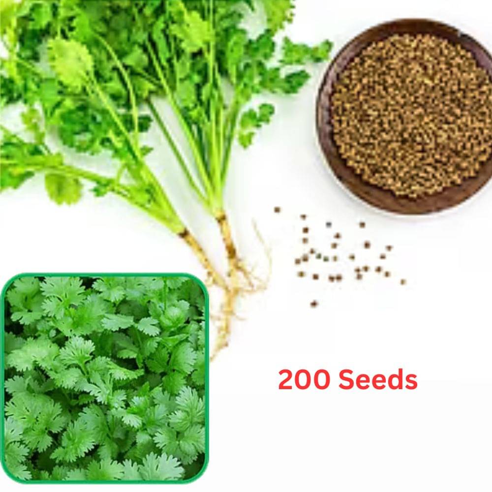     			Desi Dhania Coriander Seeds  Vegetable  seed ( 200 Seeds )