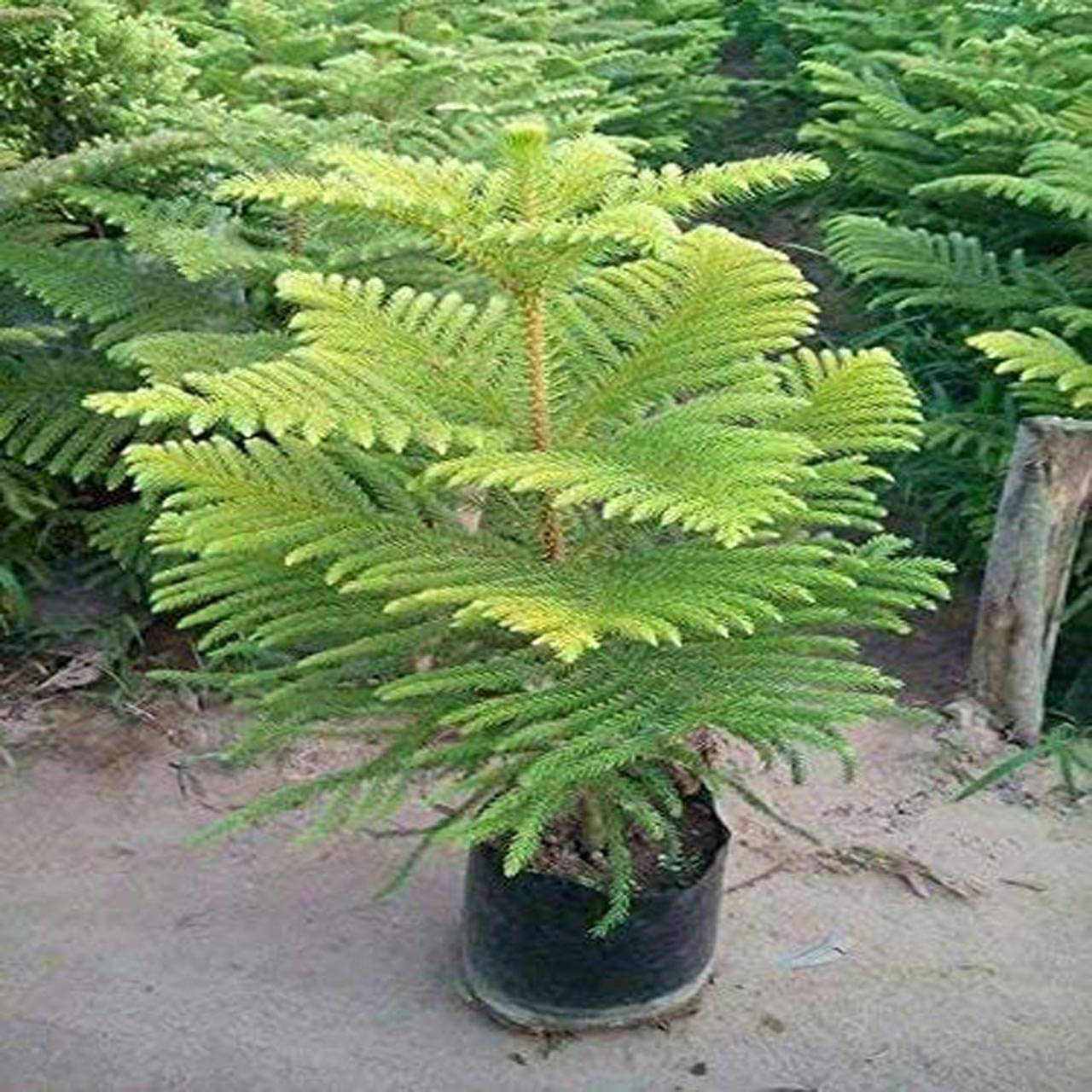     			FasanGreen Shrub Christmas Tree Plant for Indoor & Outdoor