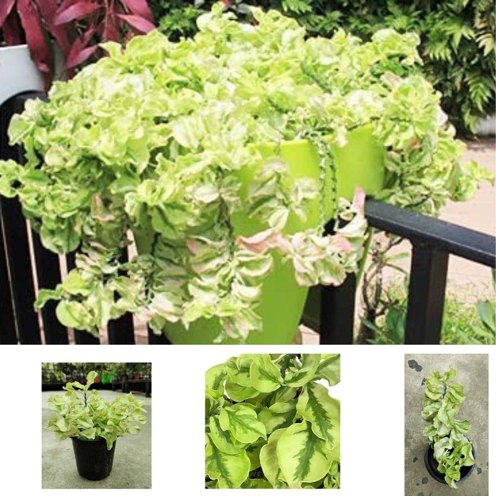 Hanging Pedilanthus Curly Pink – Live Plant in Hanging Basket | Easy-Care Succulent for Indoor & Outdoor Hanging Pedilanthus Curly Pink – Live Plant in Hanging Basket | Easy-Care Succulent for Indoor & Outdoor