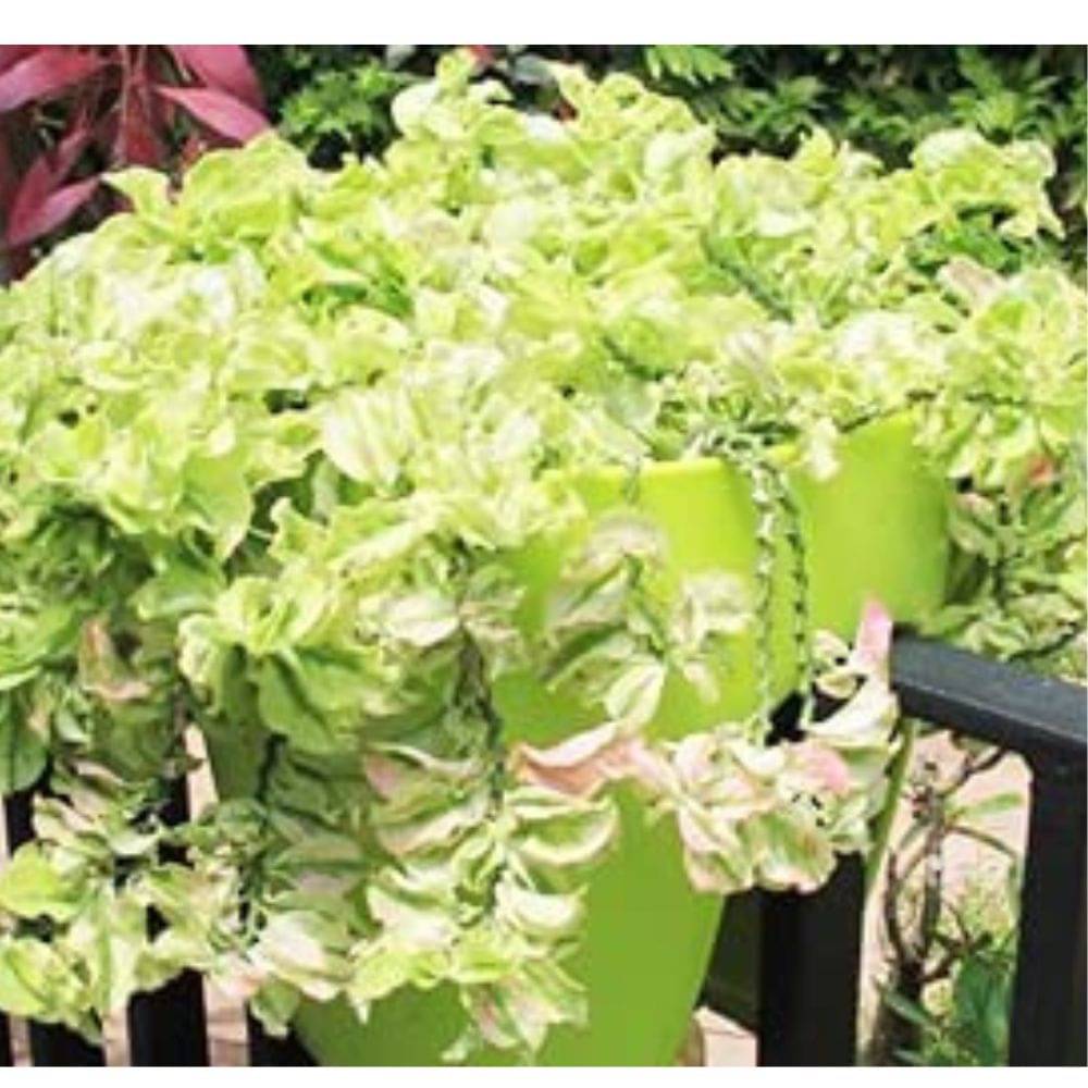Hanging Pedilanthus Curly Pink – Live Plant in Hanging Basket | Easy-Care Succulent for Indoor & Outdoor Hanging Pedilanthus Curly Pink – Live Plant in Hanging Basket | Easy-Care Succulent for Indoor & Outdoor