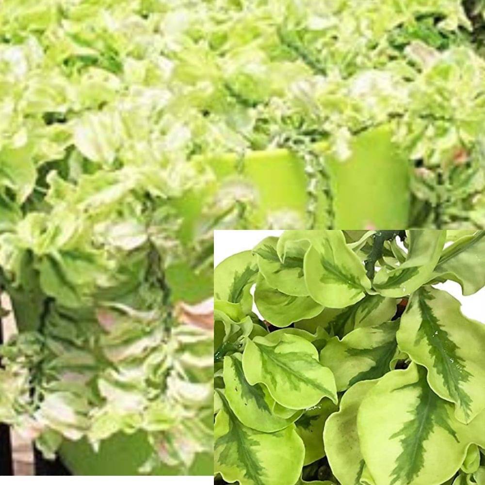 Hanging Pedilanthus Curly Pink – Live Plant in Hanging Basket | Easy-Care Succulent for Indoor & Outdoor Hanging Pedilanthus Curly Pink – Live Plant in Hanging Basket | Easy-Care Succulent for Indoor & Outdoor