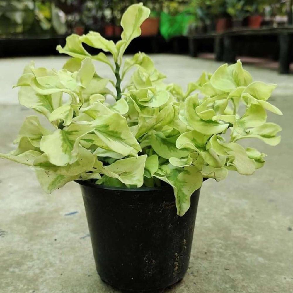 Hanging Pedilanthus Curly Pink – Live Plant in Hanging Basket | Easy-Care Succulent for Indoor & Outdoor Hanging Pedilanthus Curly Pink – Live Plant in Hanging Basket | Easy-Care Succulent for Indoor & Outdoor