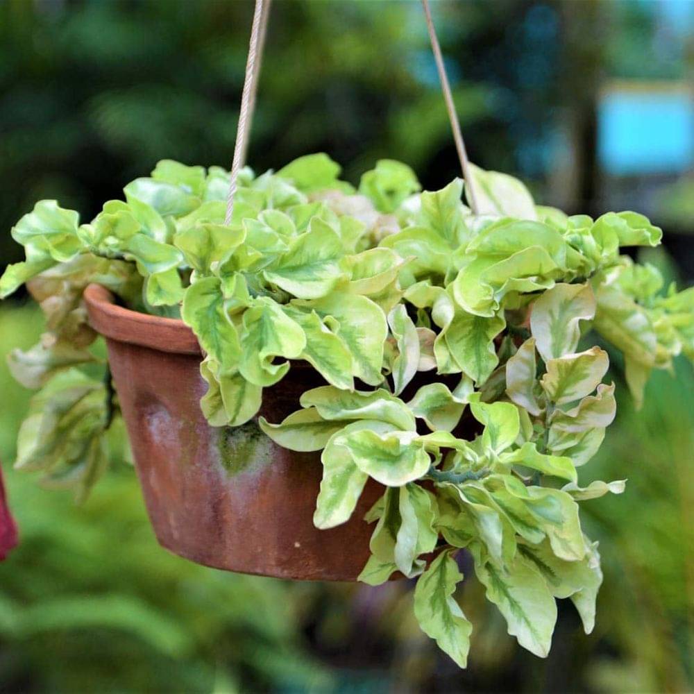 Hanging Pedilanthus Curly Pink – Live Plant in Hanging Basket | Easy-Care Succulent for Indoor & Outdoor Hanging Pedilanthus Curly Pink – Live Plant in Hanging Basket | Easy-Care Succulent for Indoor & Outdoor