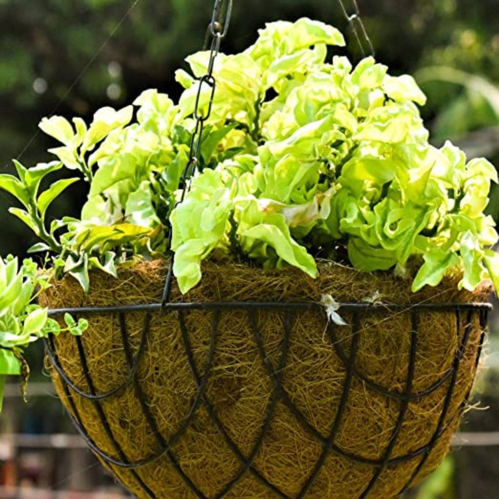 Hanging Pedilanthus Curly Pink – Live Plant in Hanging Basket | Easy-Care Succulent for Indoor & Outdoor Hanging Pedilanthus Curly Pink – Live Plant in Hanging Basket | Easy-Care Succulent for Indoor & Outdoor